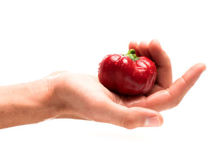 Hand holds pepper with sweet taste and shiny peel.の写真素材
