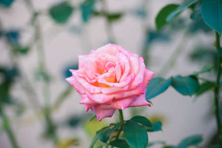 Smell the blossom. Garden rose in blossom. Delicate pink rosebud on shrub. Ornamental flowering plant. Natural beauty. Summer season. Floral shop. Rosarium. Flower show. Horticultural exhibitionの写真素材