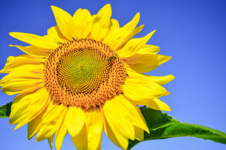 Sunflower and wasp insect on blue sky background, pollination conceptの写真素材
