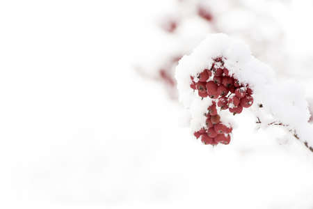 red ashberry and white snowの写真素材