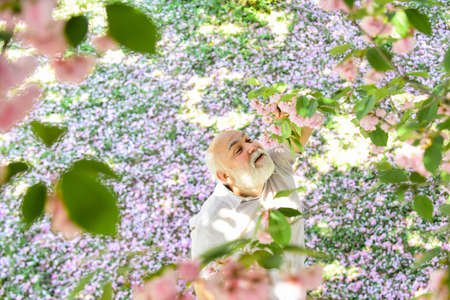 harmony concept. mature man looking up with hope. happy man under spring sakura blossom....