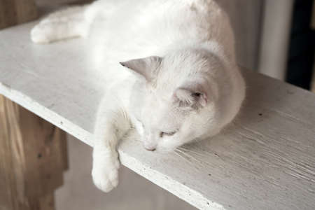 white cat laying on woodの写真素材