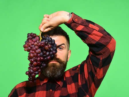 Man with beard holds bunch of grapes isolated on greenの写真素材