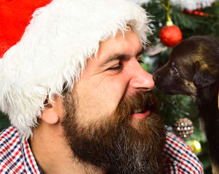 Man in xmas hat plays with puppy. Santa gets kissesの写真素材