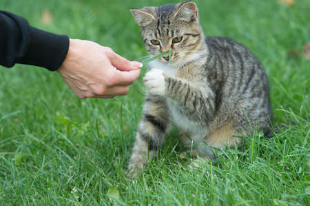 human provide a hand for a paw of pet play outside on green grass, human and animalsの写真素材