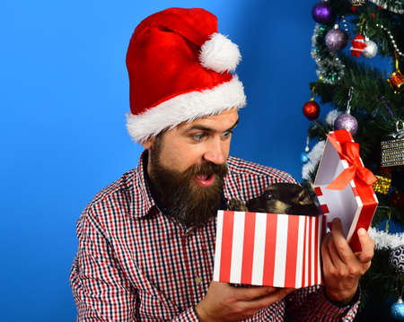 Santa holds dog near Christmas tree. Man in xmas hat