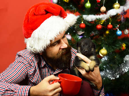 Guy with curious face cuddles with doggy with Christmas treeの写真素材
