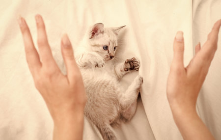 Care and love. Vet shop. Small cute kitten relax. Baby cat. Cute white kitten. Tender and lovely. White kitten playing with female hands. Pet concept. Share love. Cozy home. Play with kittyの写真素材