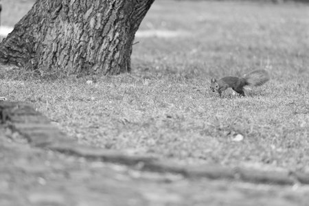 Protect and preserve. Red squirrel in natural park. Small tailed rodent on green grass. Cute fluffy animal. Natural landscape. Wildlife preserve. Nature reserveの写真素材