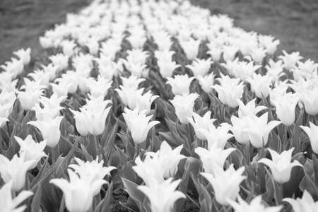 white flowers in field. Landscape of Netherlands tulips. Spring season travel. Colorful spring tulip field. white vibrant flowers. beauty of nature. enjoy seasonal blossom. Spring collectionの写真素材