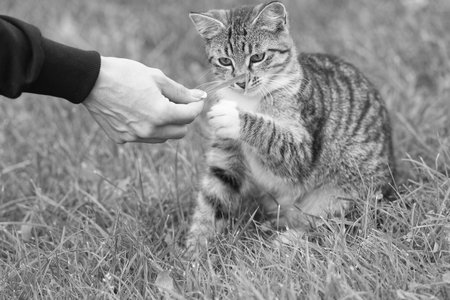 human provide a hand for a paw of pet play outside on green grass, human and animalsの写真素材