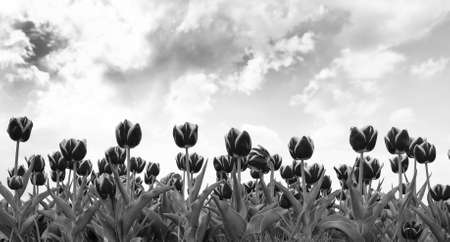 taking care of the flowers. red vibrant flowers. beauty of nature. enjoy seasonal blossom. red flowers in field. Landscape of Netherlands tulips. natural beauty decoration. red spring tulip fieldの写真素材