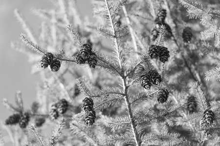 Deeper into the wood. Coniferous wood. Spruce tree with cones on blue sky. Softwood forest. Nature...