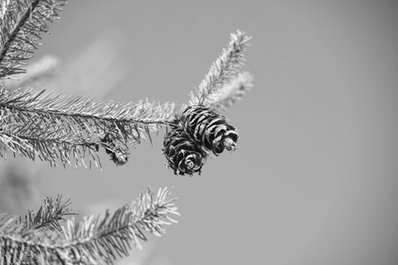 Fir cones on coniferous pine tree branch with evergreen needle leaves on blue sky for season greetings, copy spaceの写真素材