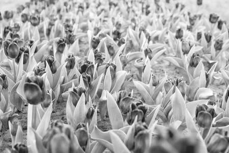 Grown with love. country of many colors. Spring floral background. Netherlands countryside. tulips in garden. Amazing tulips field in Holland. relax and stress management. tulips in springの写真素材