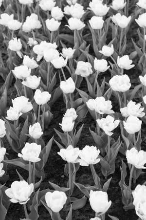 white spring tulip field. white vibrant flowers. beauty of nature. enjoy seasonal blossom. white flowers in field. Landscape of Netherlands tulips. natural beauty decorationの写真素材