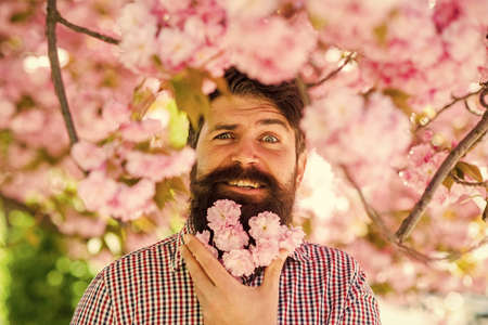 Hairstyle and beard fashion. Beautiful cherry blossom sakura in garden. spring mood and lifestyle. Flower in beard. Bearded stylish man. brutal mature hipster in cherry bloom. amazed faceの写真素材