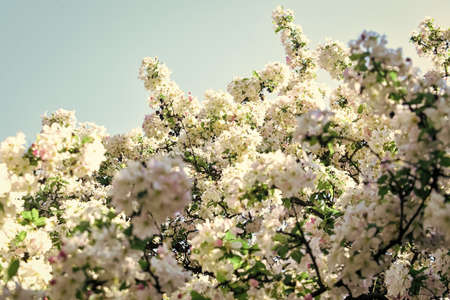 Tender flowers blue sky background. Floral backdrop. Spring allergy. Botany and gardening Apple tree blossoms. Honey plants. Inspiring flowers. Botanical garden concept. Cherry flowers backgroundの写真素材