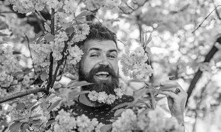 Tenderness concept. Hipster with sakura blossom in beard. Man with beard and mustache on happy face...