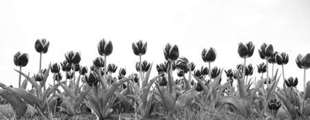 Floral business. Learn how to plant and sell tulip bulbs for profit. Varietal tulips. Tulips field. Spring season. Gardening. Flowers garden sky copy space. Grow flowers in greenhouse or glasshouseの写真素材