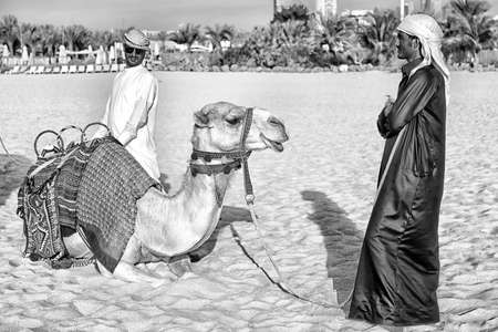 DUBAI Camels on skyscrapers background at the beach . UAE Dubai Marina JBR beach style: camels and skyscrapers.のeditorial素材