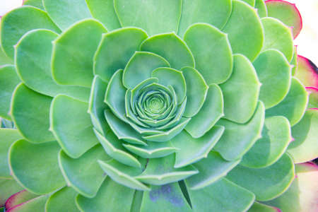 Sempervivum tectorum boutignyanum common houseleek in rosette cacti