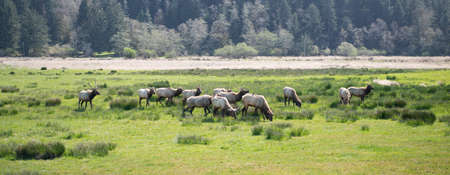 Herd of red deer graze on meadow summer landscape in Oregon, USAの写真素材
