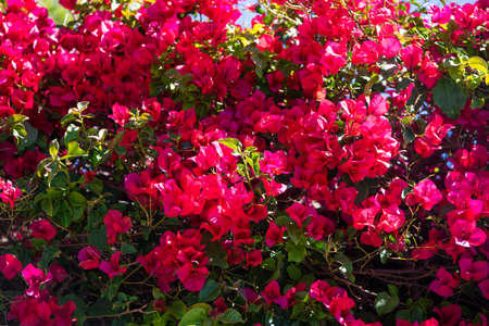 Flowering plant blooming with red bracts, paperflower background