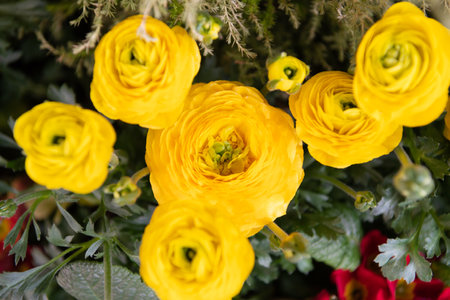 Persian buttercups. Blooming buttercups. Yellow flowers. Flowering herbaceous plants. Ranunculus