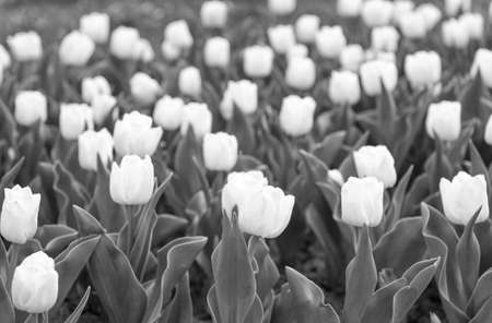 group of white holiday tulip flowerbed. Blossoming tulip fields. spring landscape park. country of tulip. beauty of blooming field. famous tulips festival. Nature Background. Pleasant spring dayの写真素材