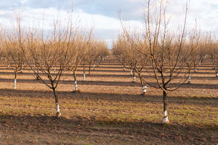 farming and tree planting concept. plantation of orchard tree. Naked orchard trees landscape.