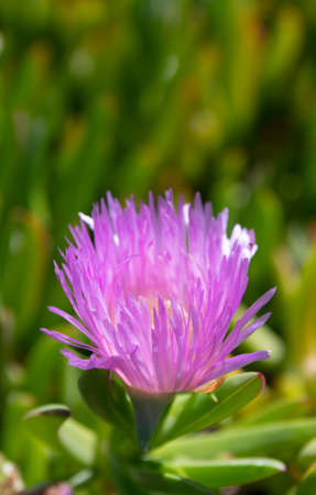 Blooming Karkalla. Karkalla flower. Carpobrotus rossii. Purple flower bloom. Flowering succulent groundcover plantの写真素材
