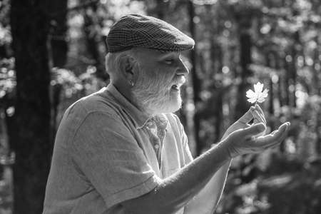 See beauty in simple things. Curiosity to botany. Explore world around. Pensioner hiking in forest on sunny autumn day. Man enjoy autumn nature. Old man collect leaves. Bearded grandfather in forestの写真素材