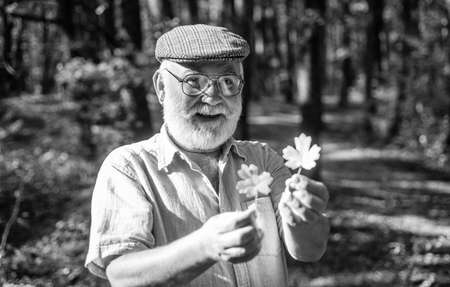 Take walk to wild side. Old man collect yellow leaves. Happy man enjoy autumn nature. Bearded man...