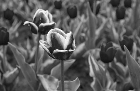 Beautiful pink tulip fields. Holland during spring. Floral banner for floristry shop. pink field of tulips, Netherlands. bulb field in springtime. harmony in meditation. Watering plantsの写真素材