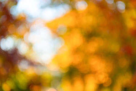 blurred bokeh background of autumn with nobody, fall