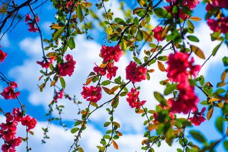 red flowers of blooming sakura tree in spring natureの写真素材