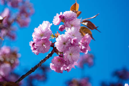 pink flowers of blooming sakura tree in spring. sunny day