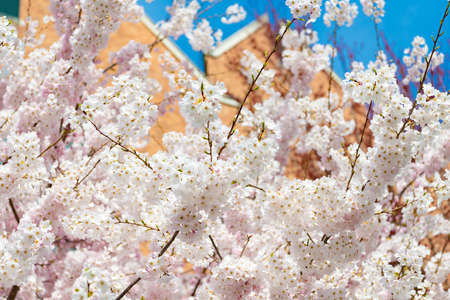 blossom of sakura cherry closeup in spring
