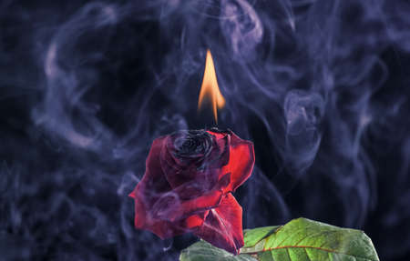 Glow of embers. Fresh rose burning to embers. Red flower on fire. Hot smoke swirls dark background