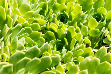 crassulaceae succulent cactus with green leaves. natural backgroundの写真素材