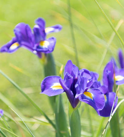 beautiful iris spring flowers on green natural background