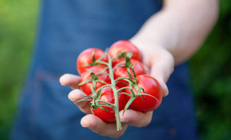 closeup of tomato bunch in hand of greengrocerの写真素材