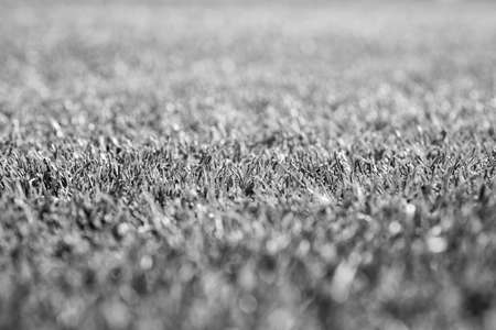 green grass background, selective focus. lawn for training football pitchの写真素材