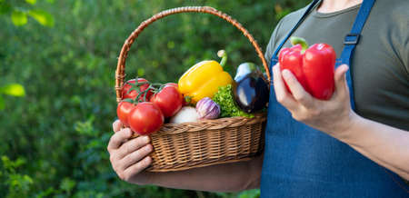 cropped view of horticulturist hold basket full of vegetables