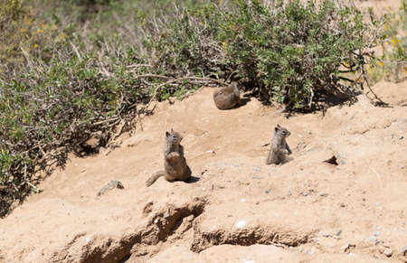 Wild ground-squirrels rodents marmotini animals in natural habitat