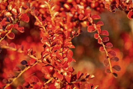 fall season weather. beautiful orange autumn leaf background. yellow leaf backdrop.