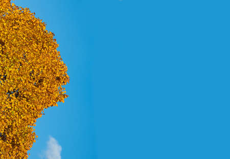 autumn background of tree with fall yellow leaves. copy spaceの写真素材