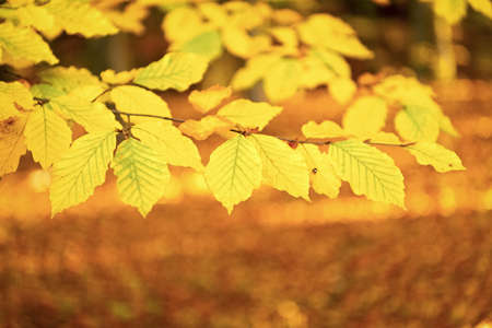 nature backdrop with autumn leaves yellow color closeup, copy space, autumnの写真素材