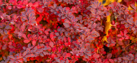 red autumn november leaves nature background of barberryの写真素材